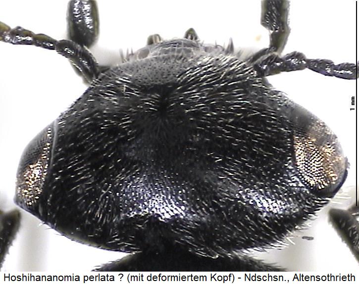 hoshihananomia_perlata2_k.jpg