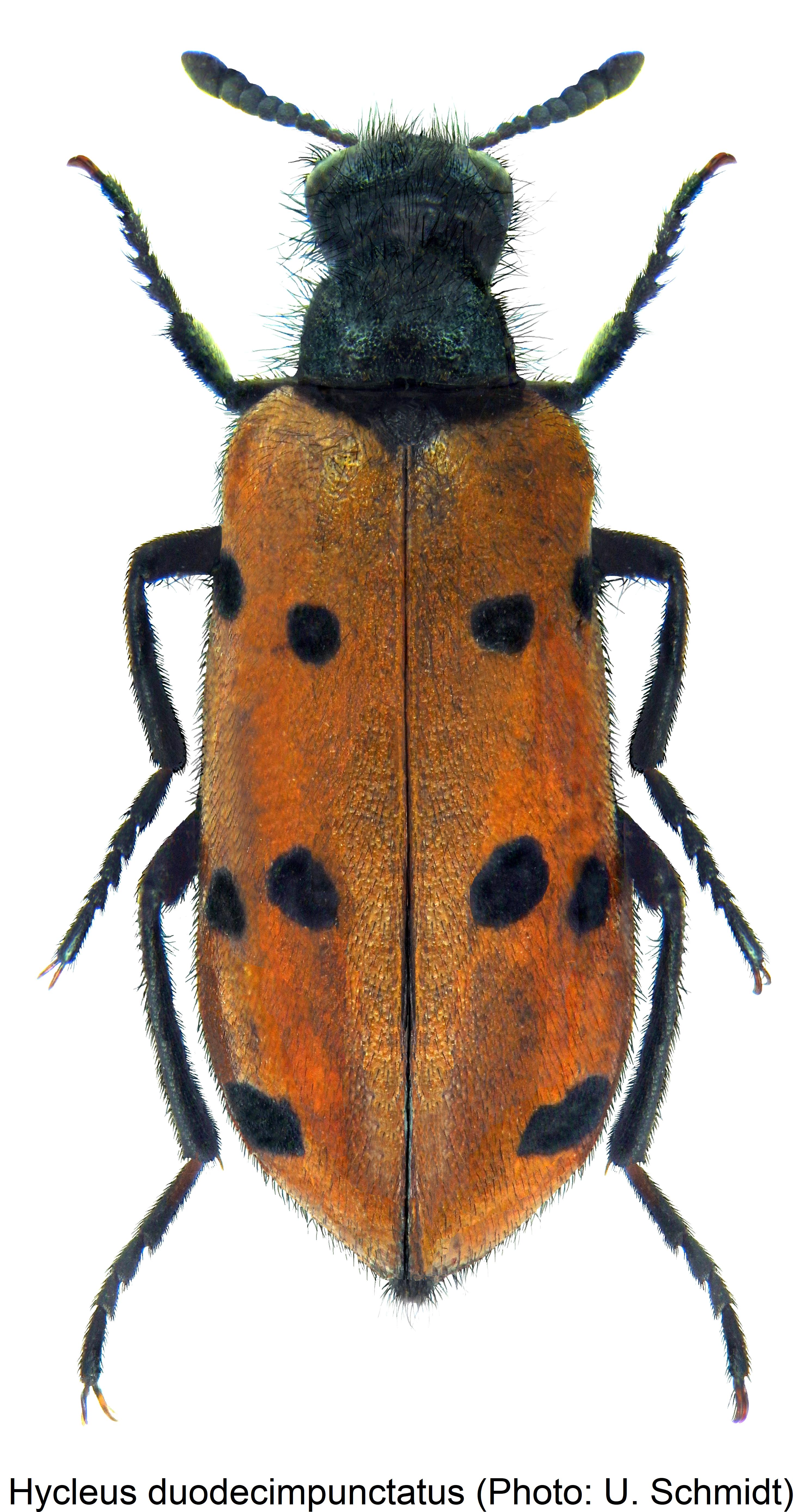 hycleus_duodecimpunctatus_hab.jpg