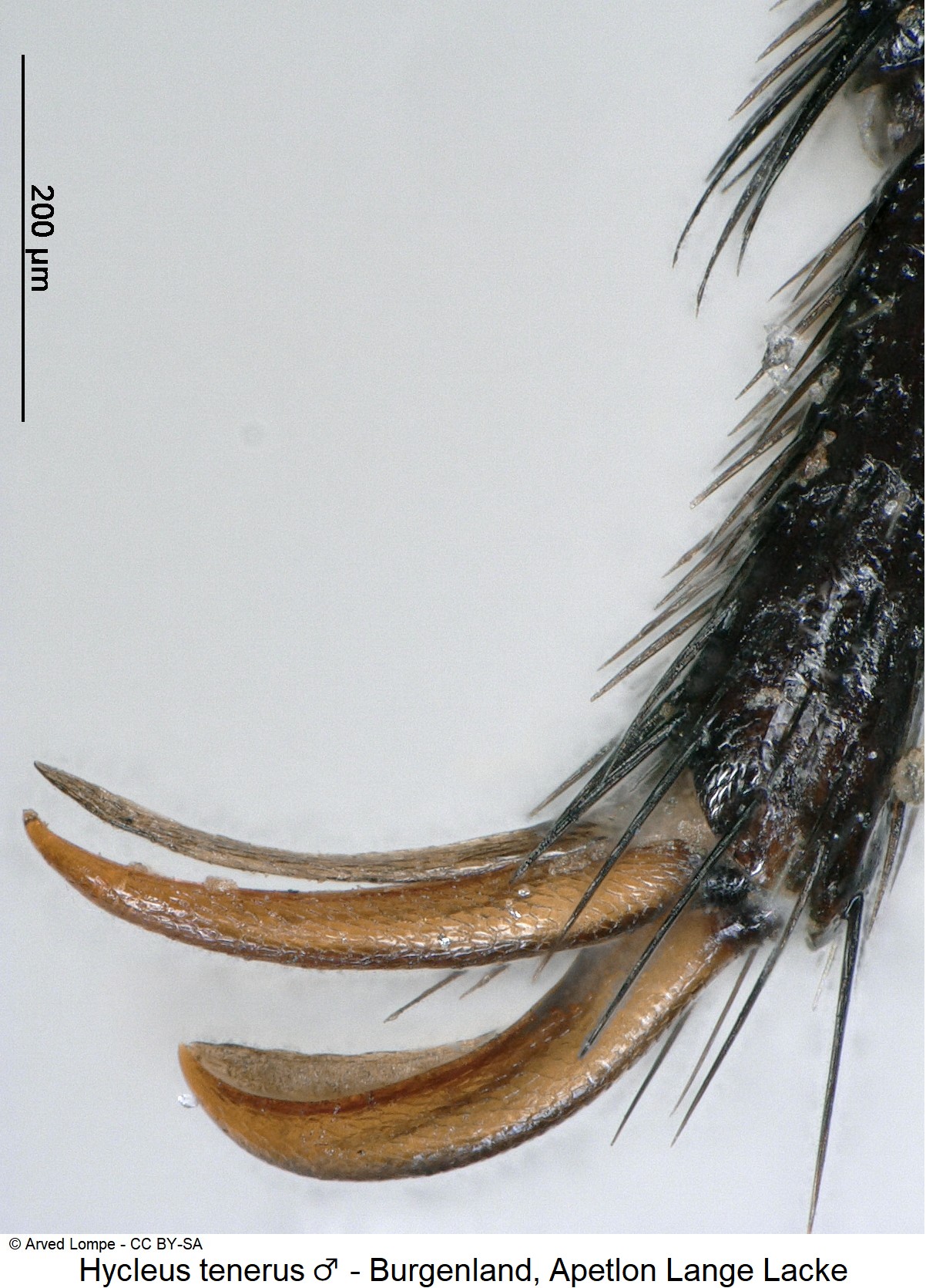 hycleus_tenerus_$9814_mtr.jpg