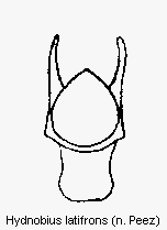 hydnobius_latifrons.gif