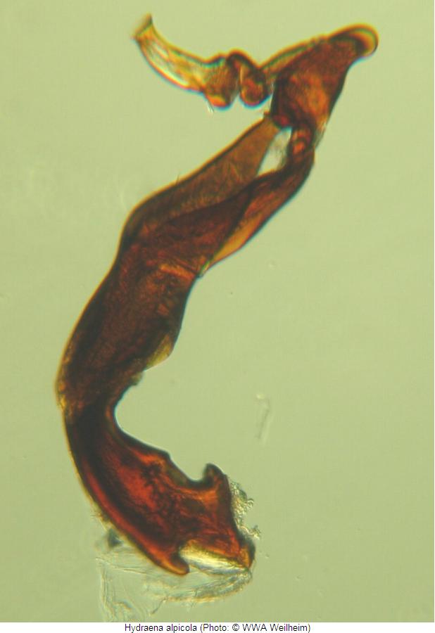 hydraena_alpicola2.jpg