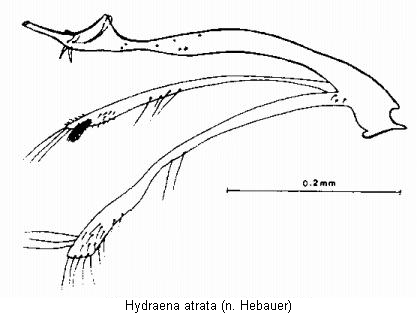 hydraena_atrata.gif