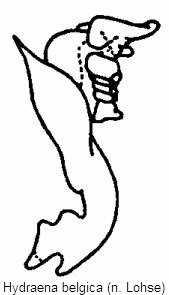 hydraena_belgica.gif