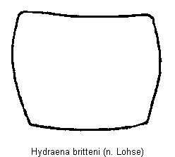 hydraena_britteni_hsch.gif