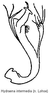 hydraena_intermedia.gif