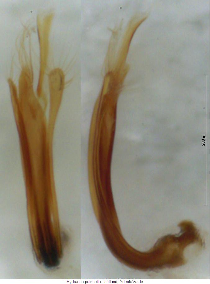 hydraena_pulchella.jpg