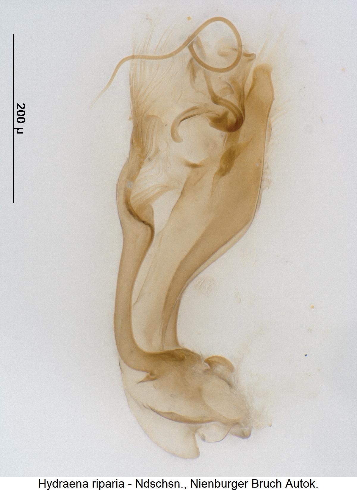 hydraena_riparia1.jpg