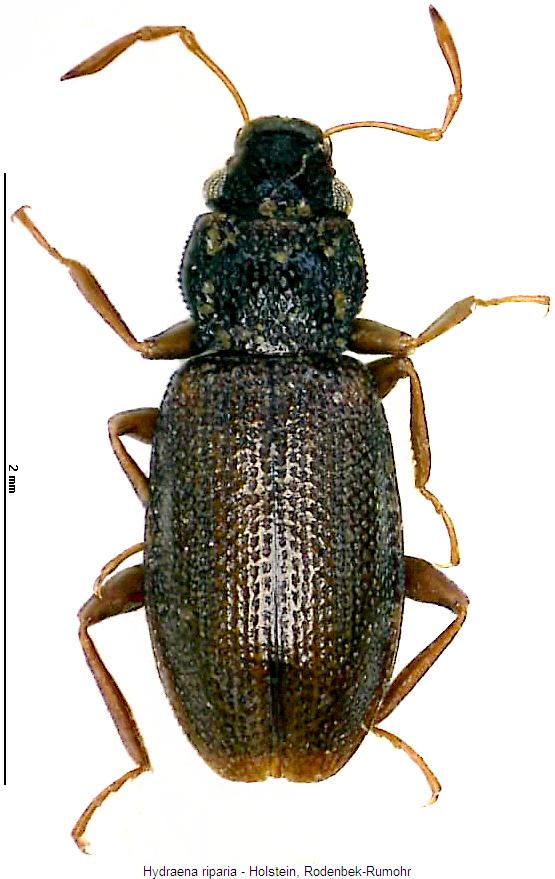 hydraena_riparia_hab.jpg