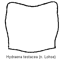 hydraena_testacea_hsch.gif