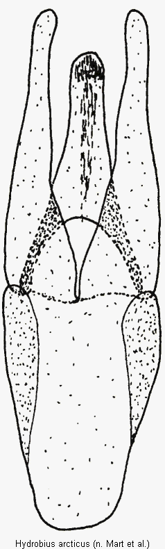 hydrobius_arcticus.gif