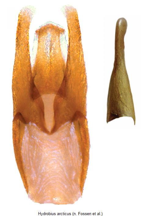 hydrobius_arcticus.jpg