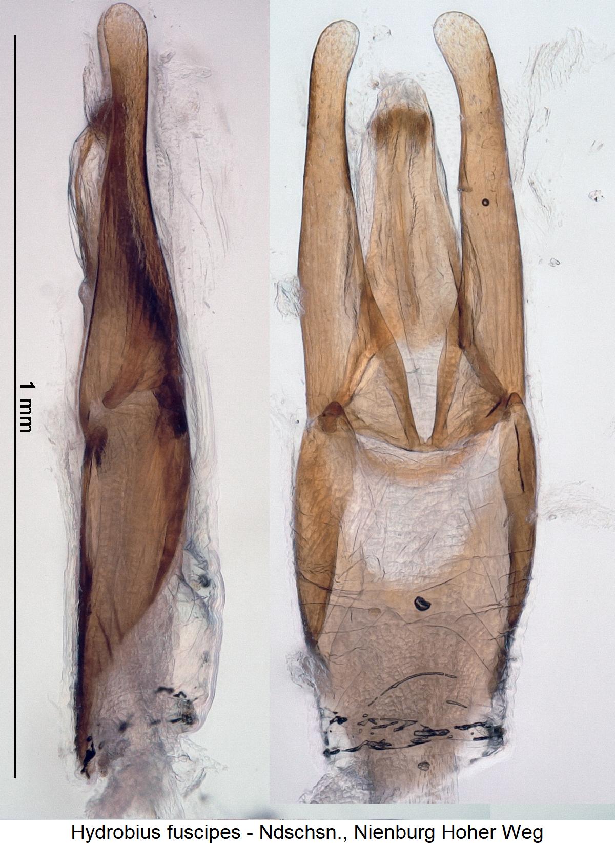 hydrobius_fuscipes2.jpg