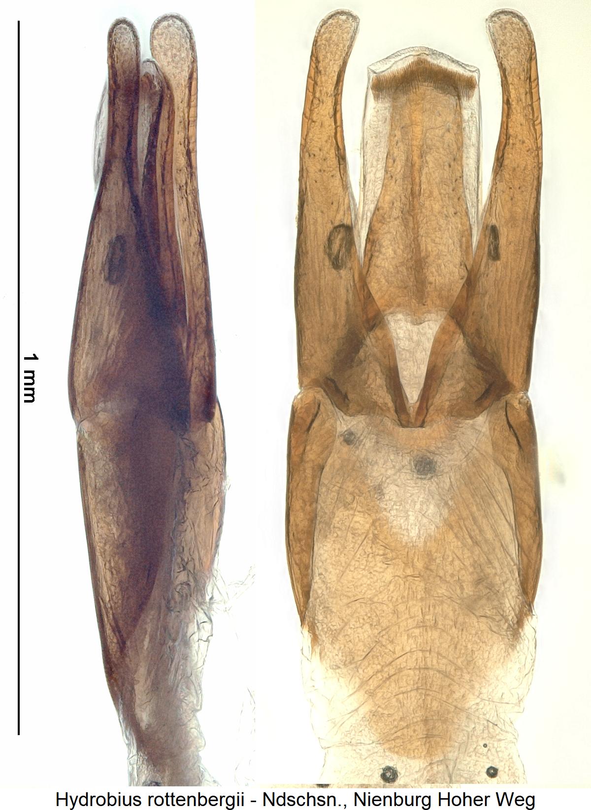 hydrobius_rottenbergii1.jpg