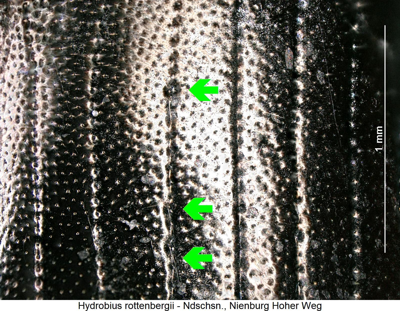 hydrobius_rottenbergii_fld.jpg