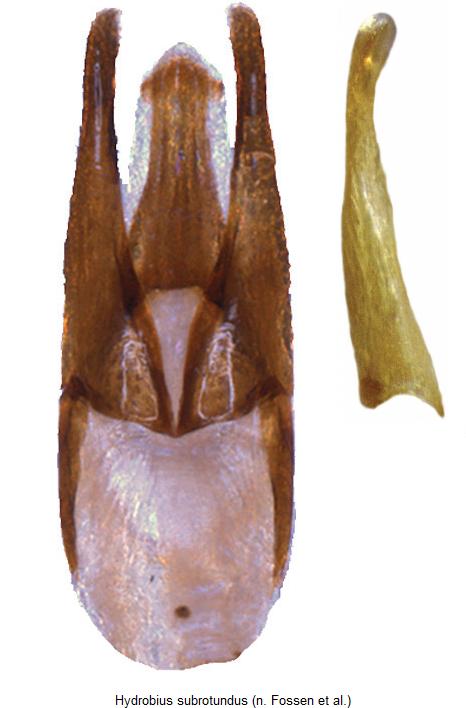 hydrobius_subrotundus.jpg