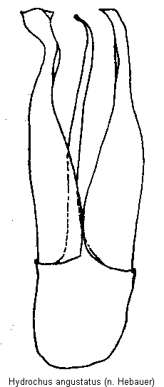 hydrochus_angustatus.gif