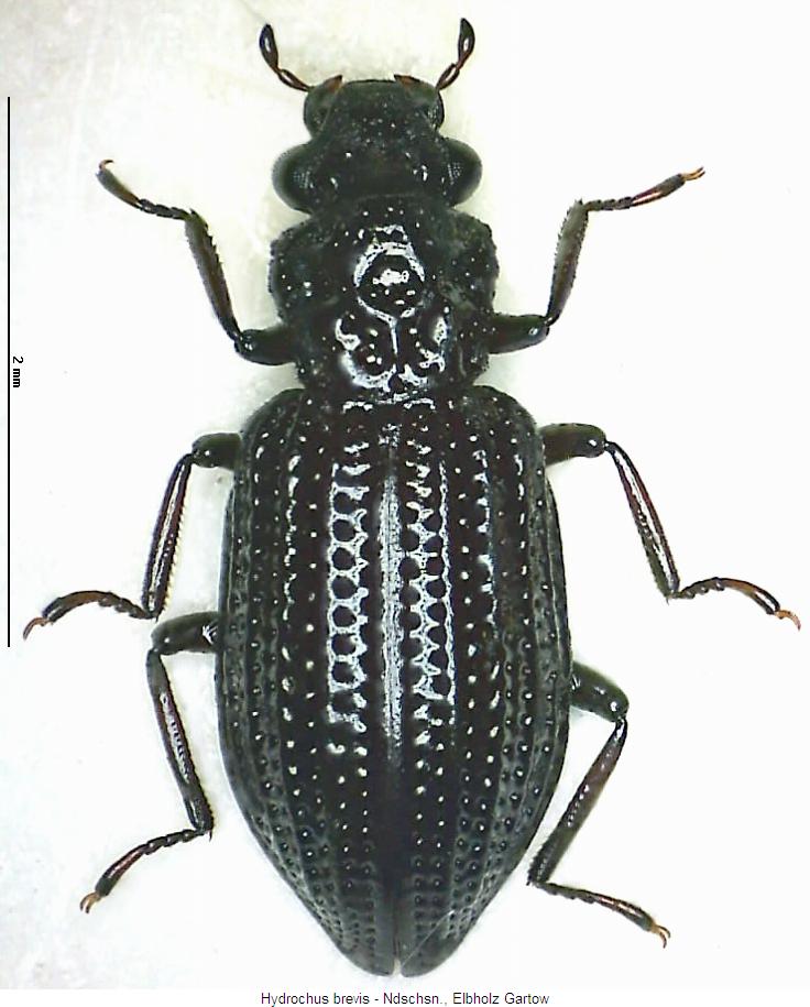 hydrochus_brevis_hab.jpg