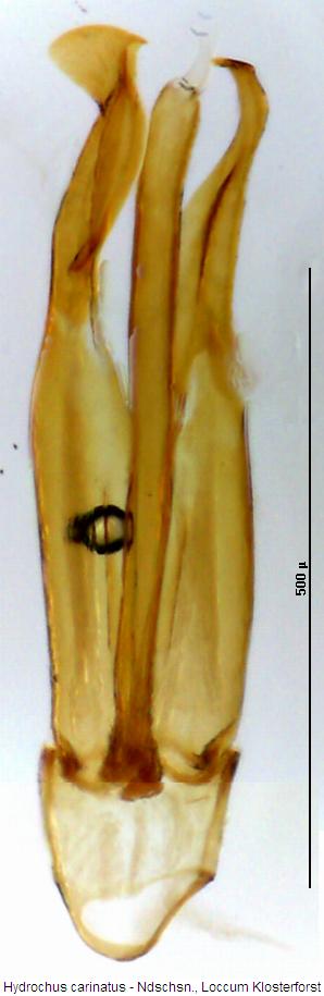 hydrochus_carinatus.jpg