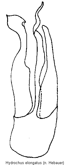 hydrochus_elongatus.gif