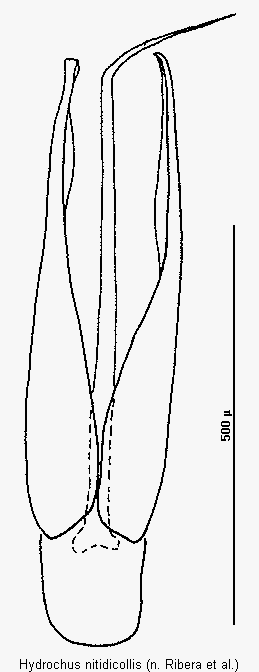 hydrochus_nitidicollis.gif