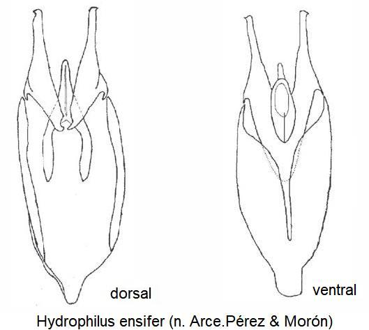 hydrophilus_ensifer.jpg
