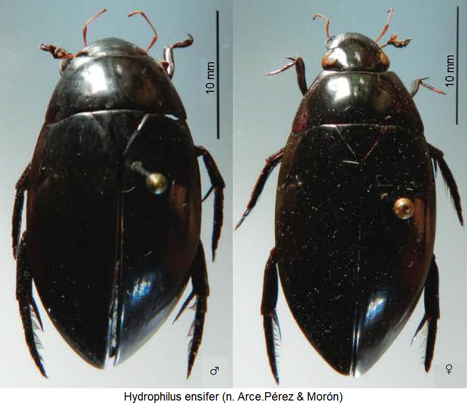 hydrophilus_ensifer_hab.jpg