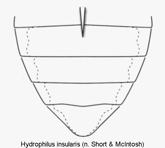 hydrophilus_insularis_abd.gif