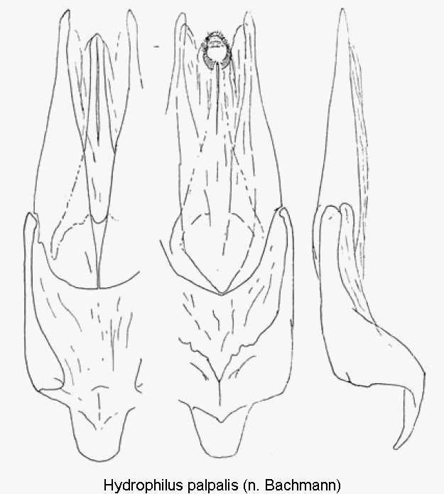 hydrophilus_palpalis.gif