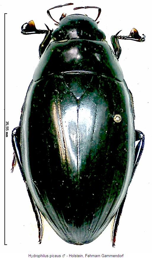 hydrophilus_piceus_hab.jpg