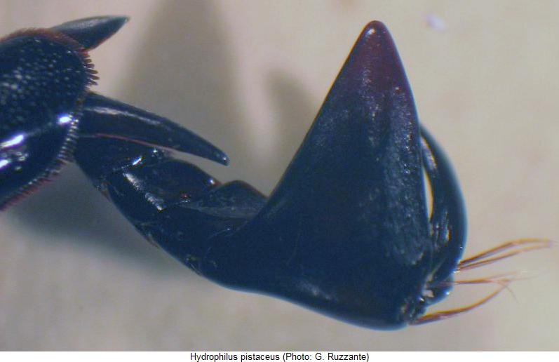 hydrophilus_pistaceus_vtr.jpg