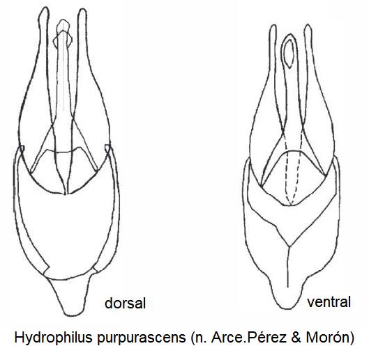hydrophilus_purpurascens.jpg