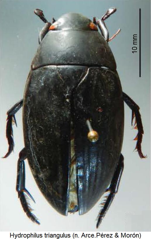 hydrophilus_triangulus_hab.jpg