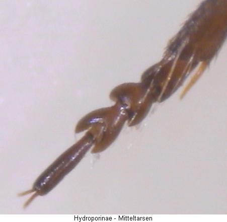 hydroporinae_mtr.jpg