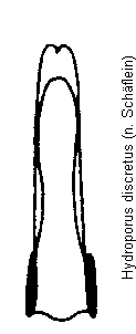 hydroporus_discretus.gif