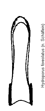 hydroporus_foveolatus.gif