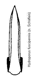 hydroporus_fuscipennis.gif