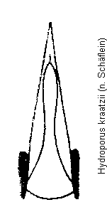 hydroporus_kraatzii.gif