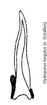 hydroporus_longulus.gif