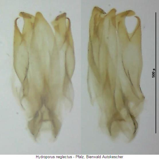 hydroporus_neglectus.jpg