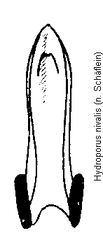 hydroporus_nivalis.gif