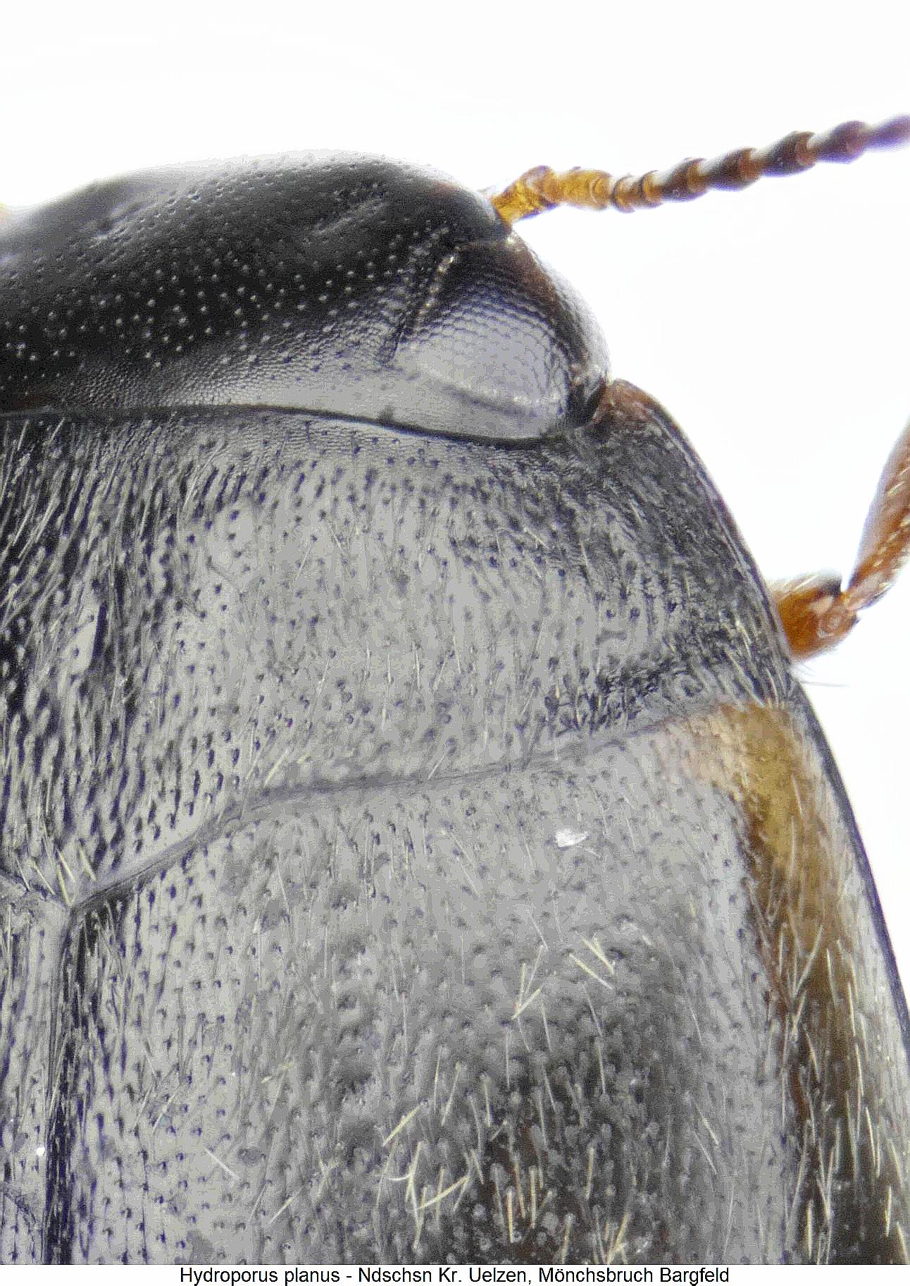 hydroporus_planus_hsch.jpg