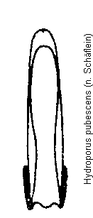 hydroporus_pubescens.gif