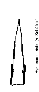 hydroporus_tristis.gif