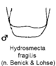hydrosmecta_fragilis_ster.gif