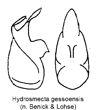 hydrosmecta_gessoensis.gif