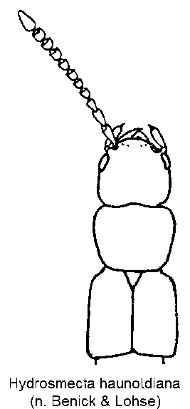 hydrosmecta_haunoldiana_vk.gif