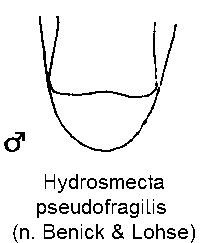 hydrosmecta_pseudofragilis_ster.gif