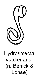 hydrosmecta_valdieriana_sperm.gif