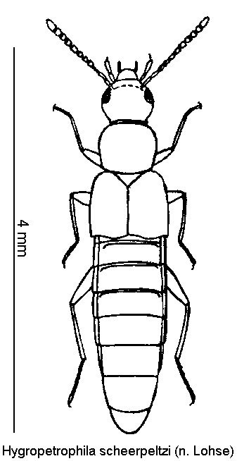 hygropetrophila_scheerpeltzi_hab.gif