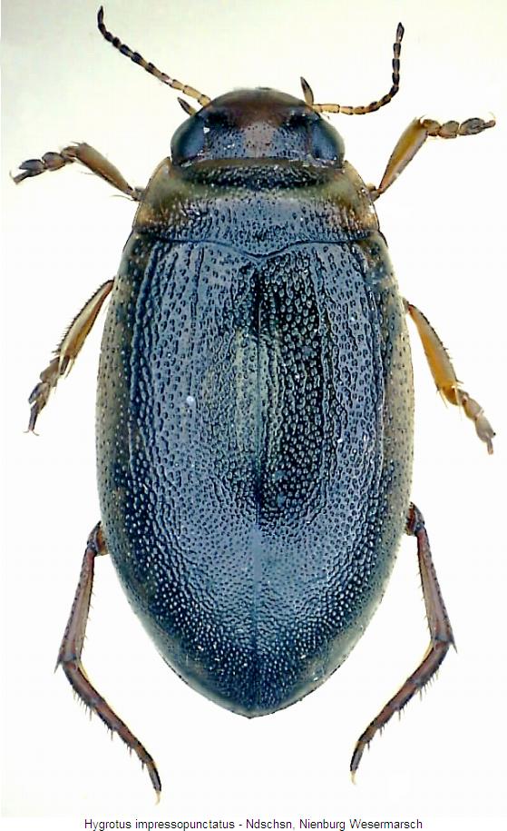 hygrotus_impressopunctatus_hab.jpg